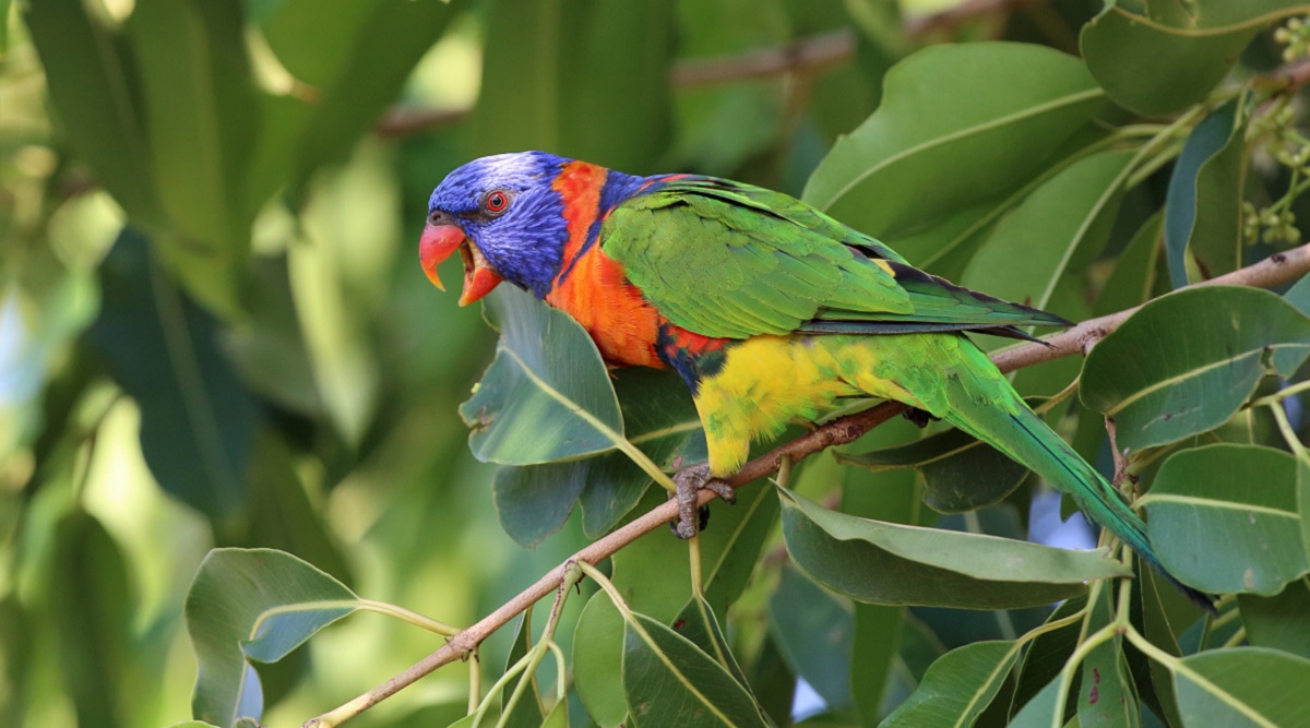 澳洲后院鸟类数量激增