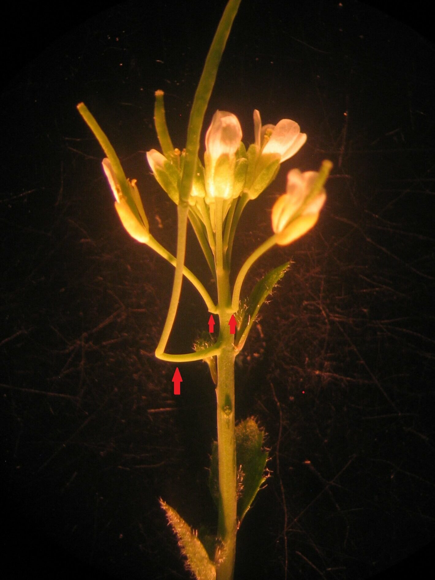 拟南芥的悬臂结构是野生型拟南芥在短日照条件下延迟开花而形成的一种新结构。