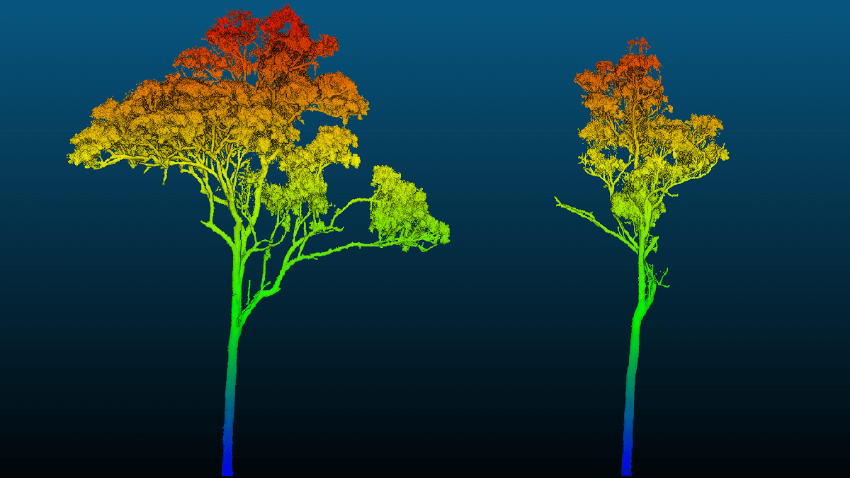 树的三维建模:扫描草原与三维成像