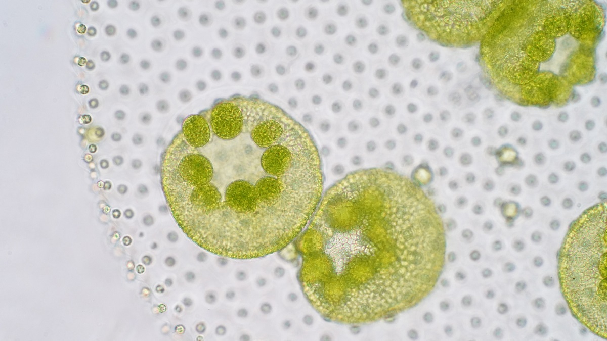 化石显示，早期植物是从藻类进化而来的