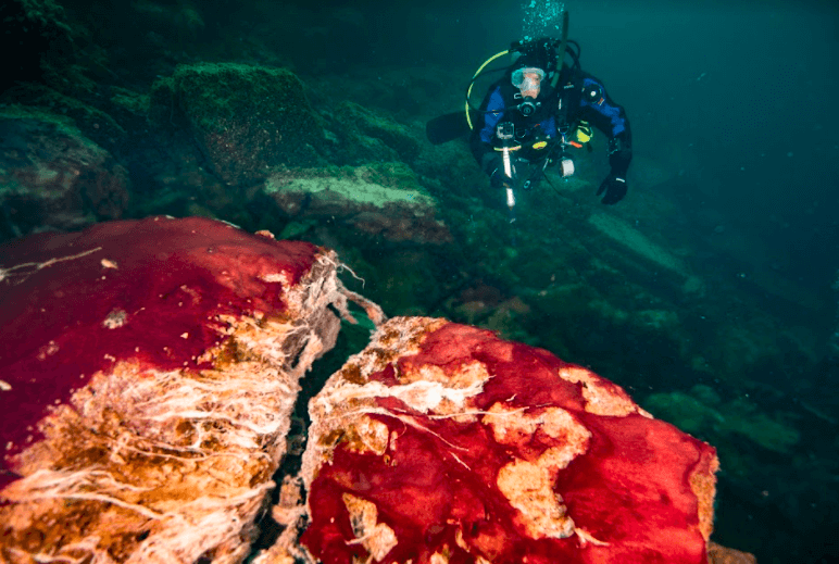 一个戴水肺的潜水员正在观察两个粉红色的岩层