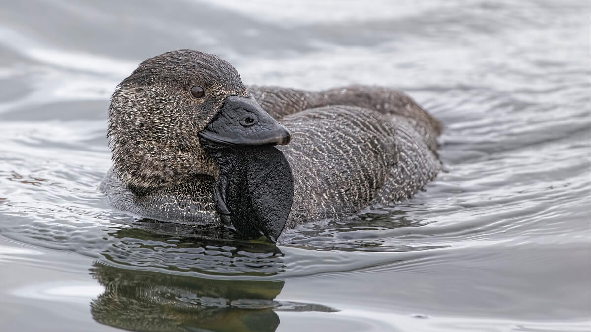“you bloody fool! ” the musk duck that learnt to swear
