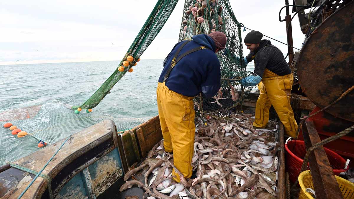 捕捞进口鱼类以打击海鲜欺诈