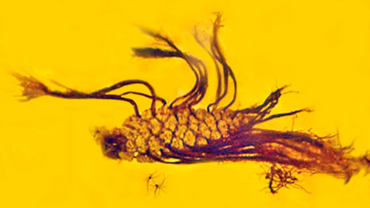 Incredibly rare botanical event captured in amber