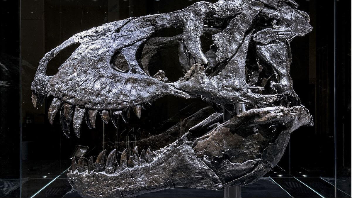 Bone disease found in t-rex jaw