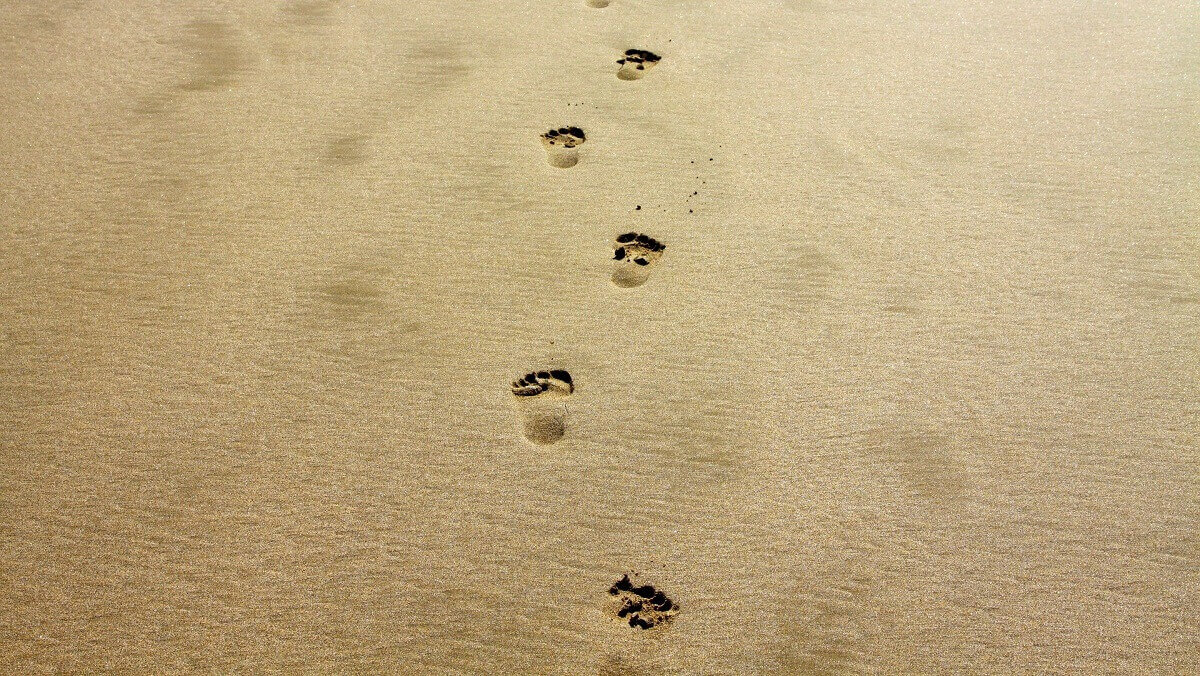 Ancient footprints re-analysed as early bipedal hominin