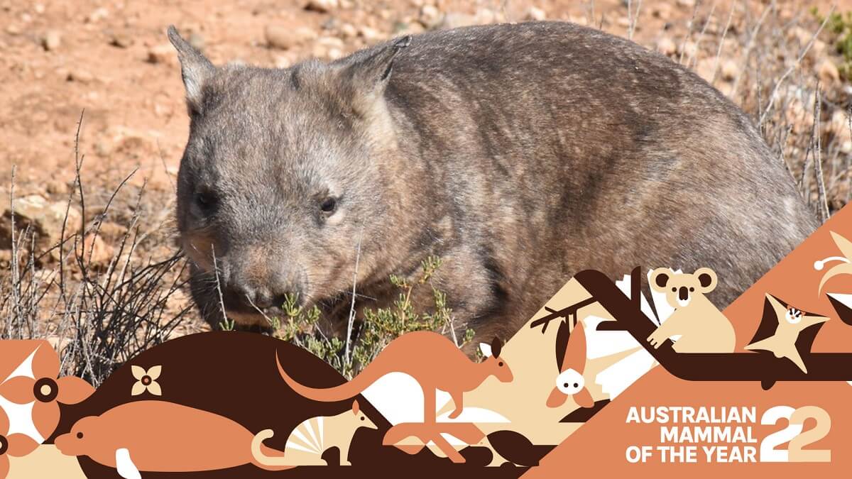 Southern hairy-nosed wombat.