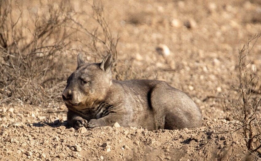 Dr david taggart. Southern hairy nosed wombat lounging on top of its warren.